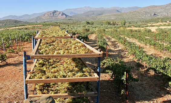 SUN DRIED GRAPES resize